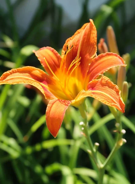 Blomma Orange Lilja Natur — Stockfoto