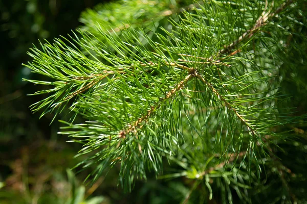 Groene Sparren Takken Close Zomer — Stockfoto