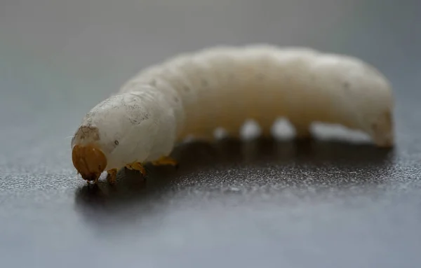 Silkworm Vit Larv Svart Bakgrund — Stockfoto