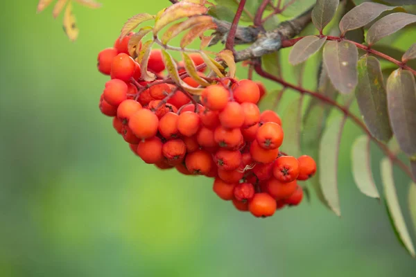 Rowan Δέντρο Στο Καλοκαίρι Ώριμα Κόκκινα Φρούτα Του Δάσους — Φωτογραφία Αρχείου