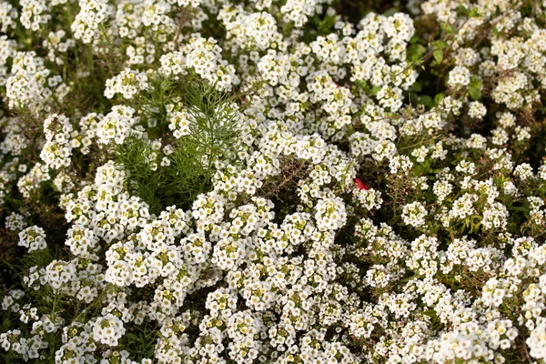 Weiße Kleine Blüten Viel — Stockfoto