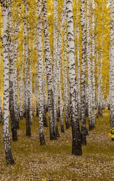 Zlatý Podzim Bříza Žlutá Les Krajina — Stock fotografie