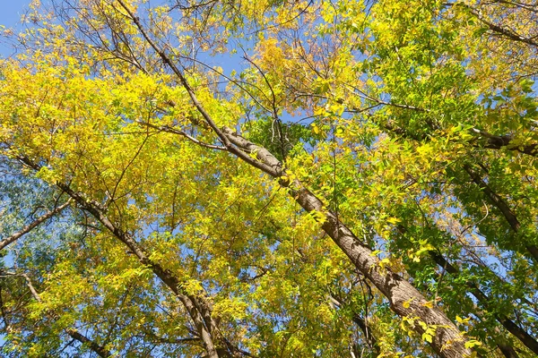 Leaves Trees View Sky Autumn Landscape — Stock Photo, Image