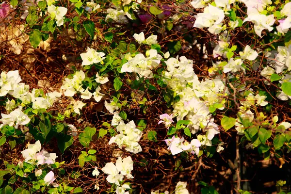 Bougainvillea Fleurs Lumineuses Paysage — Photo