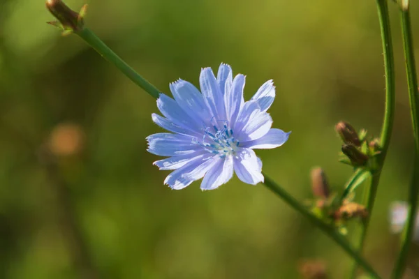 Blue Flowers Chicory Nature — Stock Photo, Image