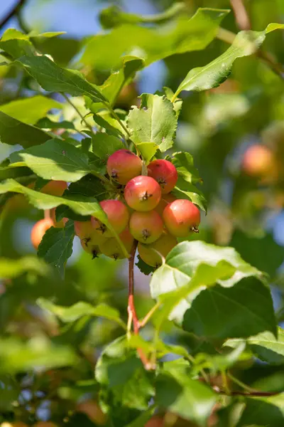 Petites Pommes Mûres Sur Arbre — Photo