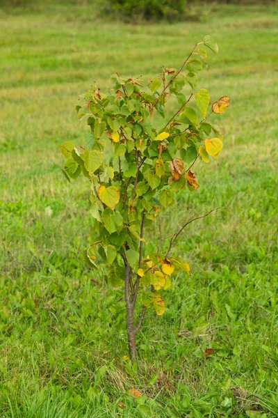 Herbstwald Laubbäume Landschaft — Stockfoto