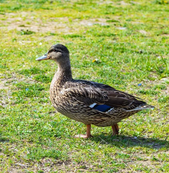 Canards Sauvages Sur Une Prairie Verte — Photo