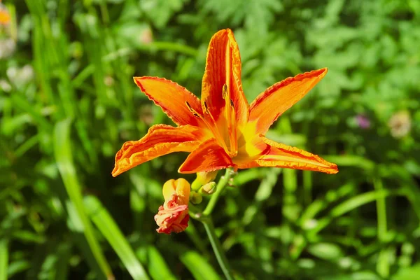 Bloem Oranje Lelie Natuur — Stockfoto