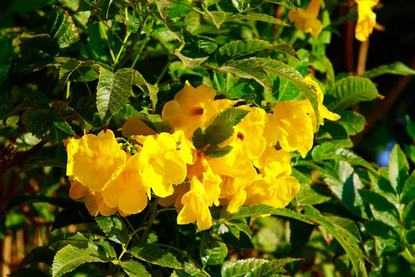 Bougainvillea Helle Blumen Landschaft — Stockfoto