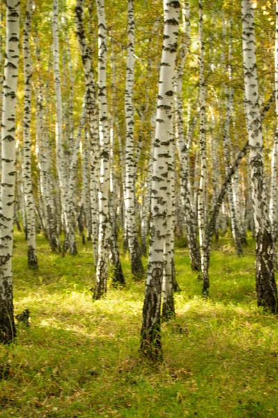 Žlutá Birch Les Pozdní Podzimní Příroda Krajina — Stock fotografie