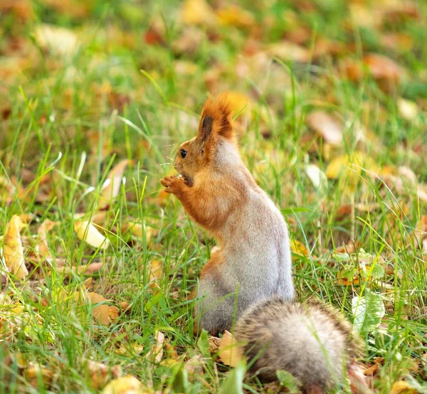 Rotes Eichhörnchen Der Waldnatur — Stockfoto
