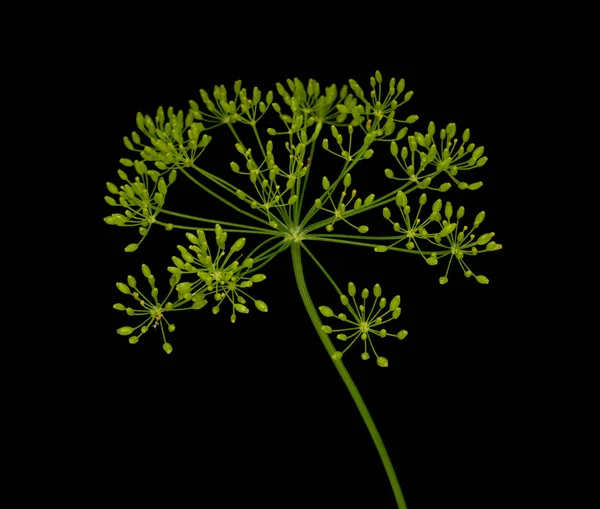 Frische Dillblüten Auf Schwarzem Hintergrund — Stockfoto