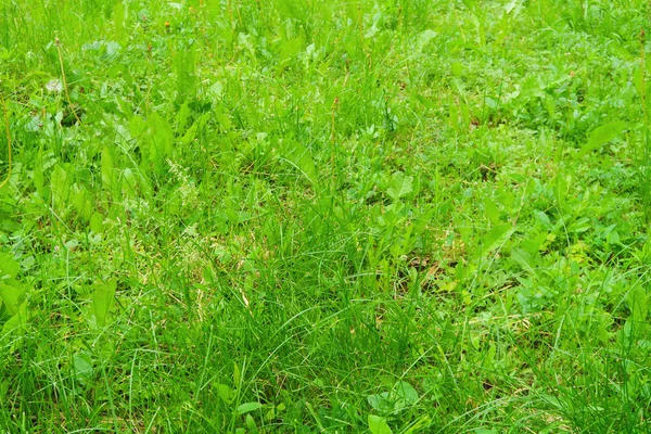多汁的绿色高草地 — 图库照片