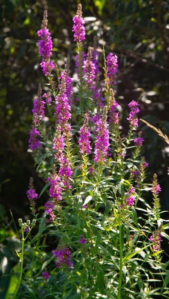 Fiori Selvatici Estate Paesaggio Natura — Foto Stock