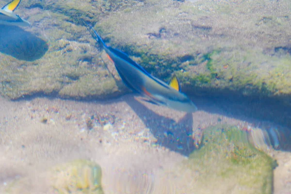 Vista Superior Los Peces Arrecife Desenfocado Por Agua — Foto de Stock