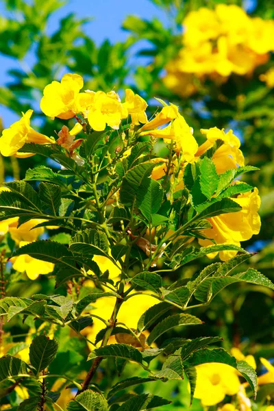 Jasnych Kwiatów Bugenwilli Krajobraz — Zdjęcie stockowe