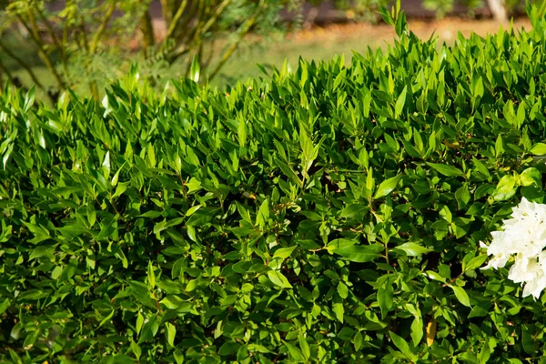 Green Hedge Leaves Background Tea — Stock Photo, Image