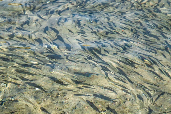 Small Fish Floats Water Sea Sprat — Stock Photo, Image