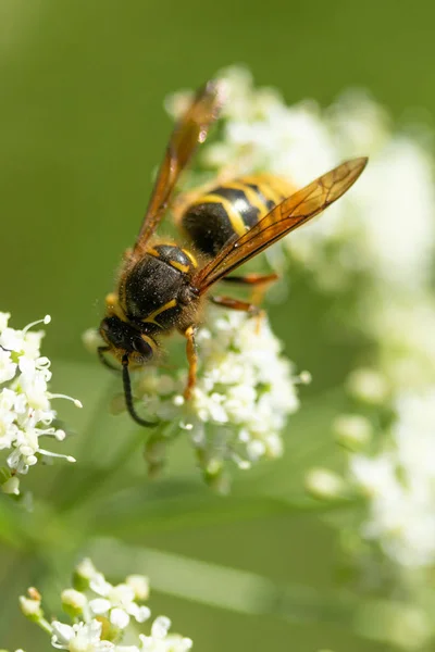 Abeille Est Assise Sur Gros Plan Usine — Photo