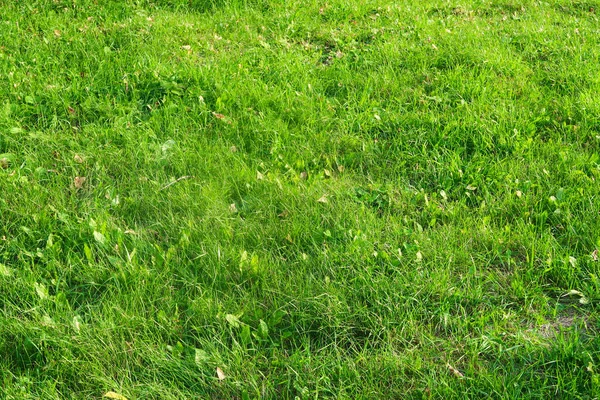 Grönt Gräs Närbild Bakgrund — Stockfoto