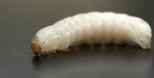 Rups Van Zijderups Wit Een Zwarte Achtergrond — Stockfoto