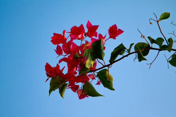 Bougainvillea Bright Flowers Landscape — Stock Photo, Image