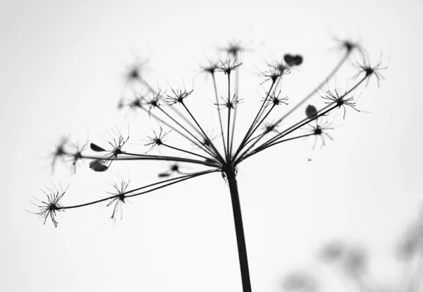 Сухие Цветы Петрушки Природе — стоковое фото