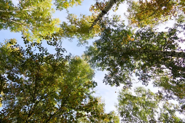 Abedul Vista Cielo Naturaleza Otoñal — Foto de Stock