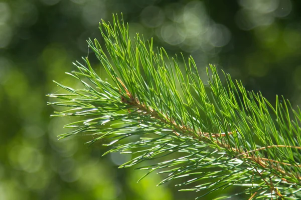 Grüne Fichtenzweige Schließen Sommer — Stockfoto