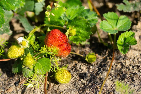 Green Leaf Strawberry Nature — Stock Photo, Image