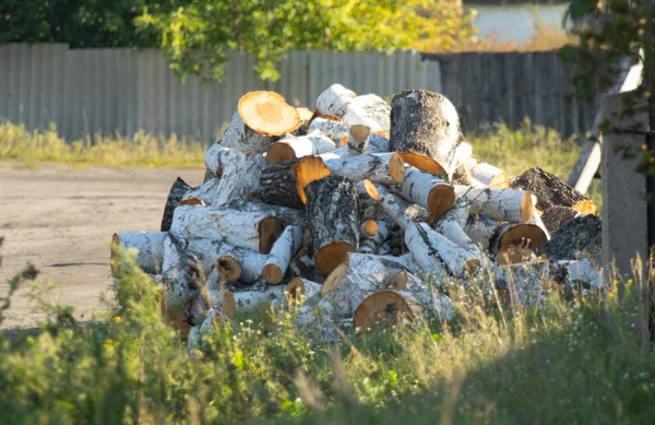birch firewood stacked in the background