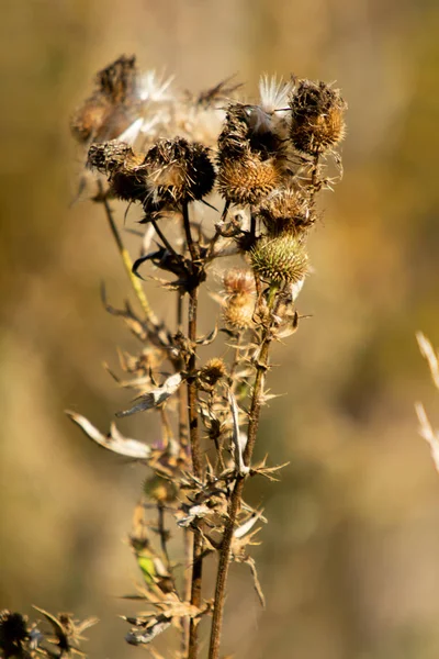 Distel Verdorrte Herbstnatur — Stockfoto