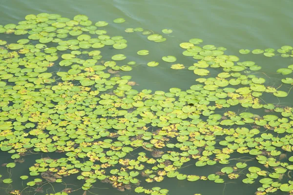 Het Oppervlak Van Vijver Drijven Lelie Van Lelie — Stockfoto