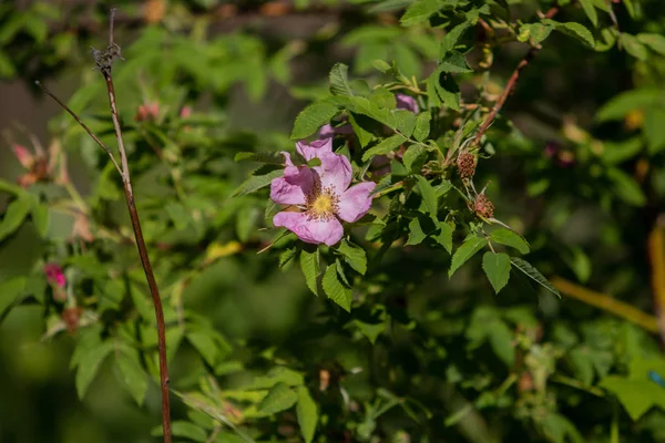 Selvagem Rosa Quadris Paisagem Close — Fotografia de Stock