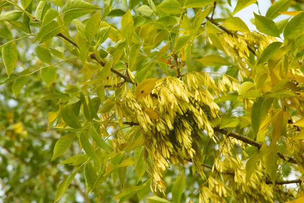 Bosque Otoñal Árboles Hoja Caduca Paisaje — Foto de Stock