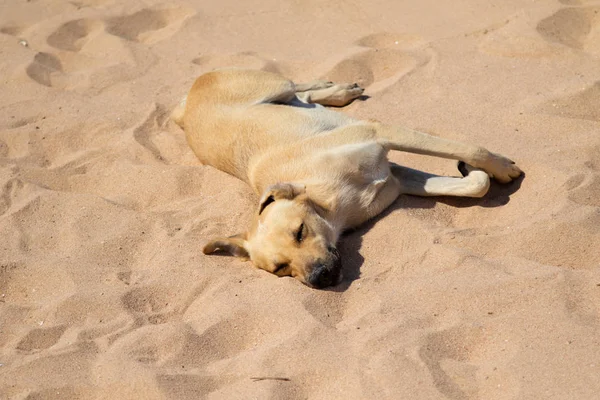 Cão Amarelo Jaz Areia Amarela — Fotografia de Stock