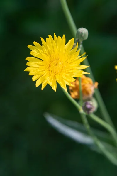 Dzikie Kwiaty Lato Pejzaż Natura — Zdjęcie stockowe