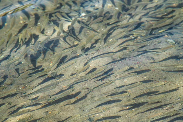 Kleiner Fisch Schwimmt Wasser Seesprotte — Stockfoto
