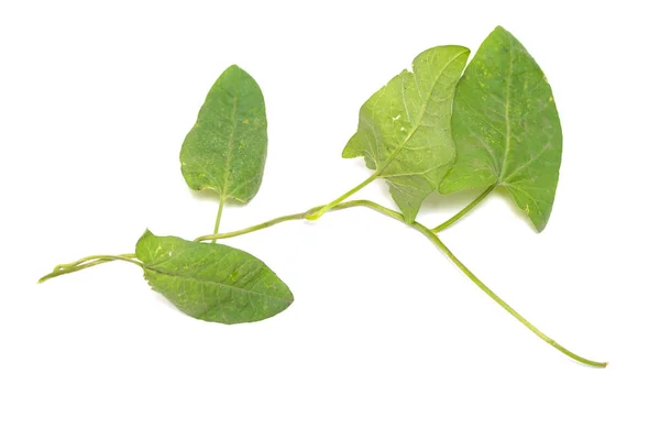 Πράσινα Φύλλα Από Ένα Αναρριχητικό Φυτό Λευκό Φόντο — Φωτογραφία Αρχείου