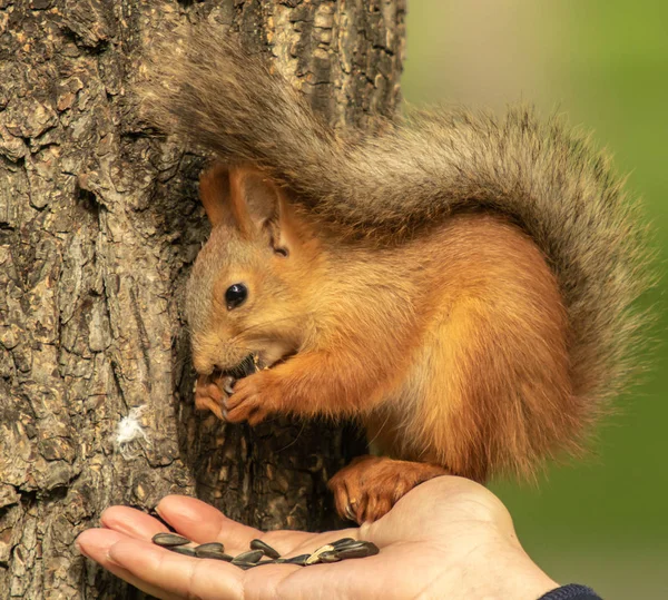 Eichhörnchen Sitzt Auf Dem Arm Und Frisst Samen — Stockfoto