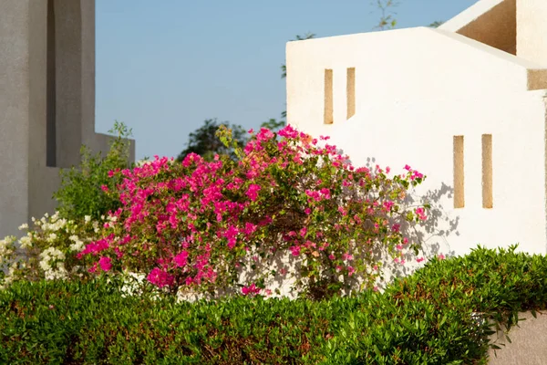 white houses of the Egyptian building