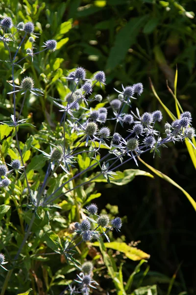 Fiori Selvatici Estate Paesaggio Natura — Foto Stock