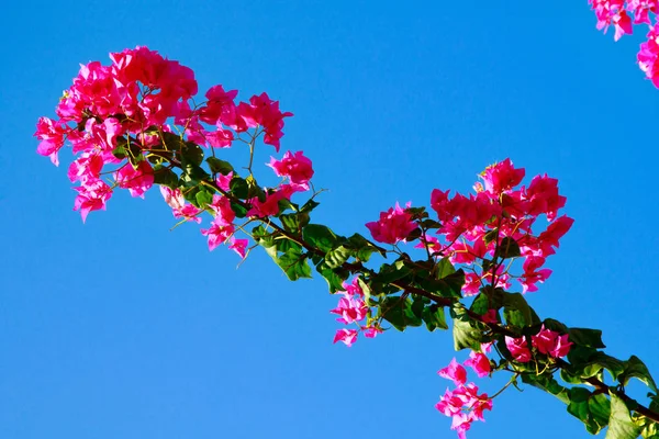 Bougainvillea Fleurs Lumineuses Paysage — Photo