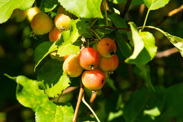 Petites Pommes Mûres Sur Arbre — Photo