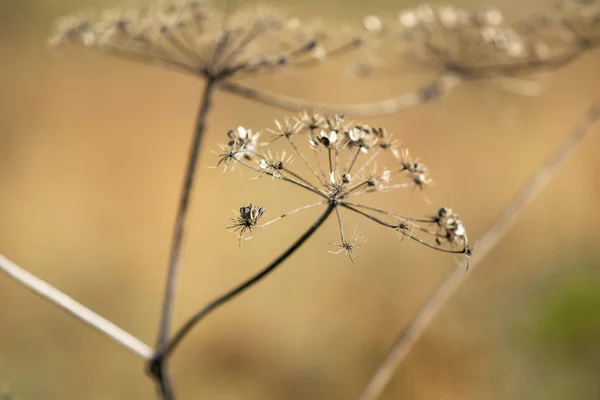 Suchý Petržel Květiny Přírodu — Stock fotografie