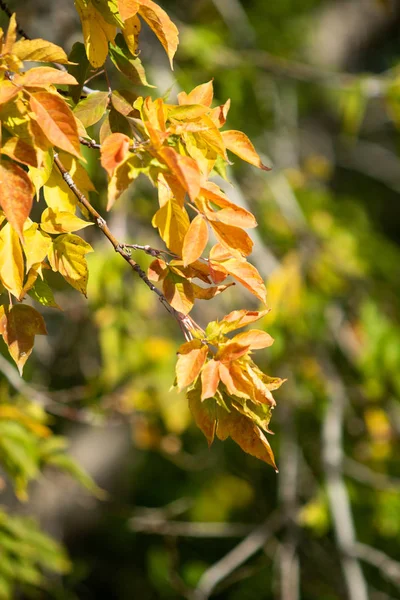 Bir Ağaç Manzara Çok Renkli Sonbahar Yaprakları — Stok fotoğraf