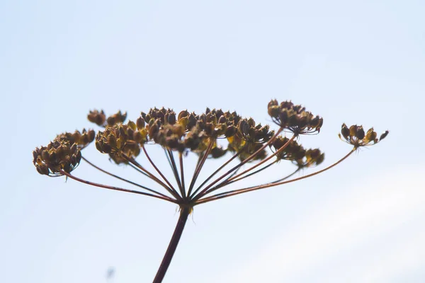 Fresh fennel blossoms against the blue sky. Close up of blooming dill flowers in seasoning kitchen garden.Selective focus, social network concept.