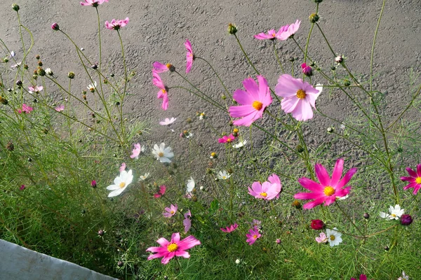 Parlak Çiçekler Doğaya Yakın Çekim — Stok fotoğraf