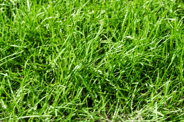 ボケ味がぼやけて背景で緑の草 — ストック写真